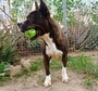 BUDDY Imagen 1